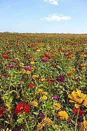 《女神异闻录5：战略版》首发期销量表现不佳